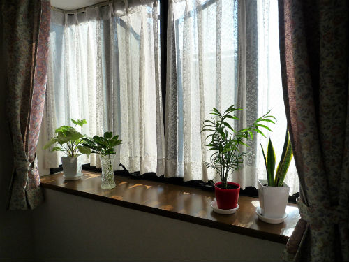 出窓に飾られた植物達