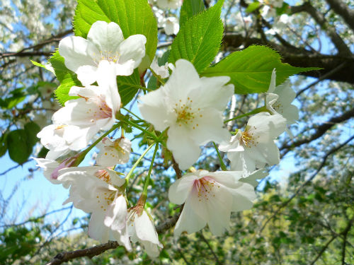 里山の山桜