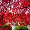 ２０２０年長円寺の紅葉