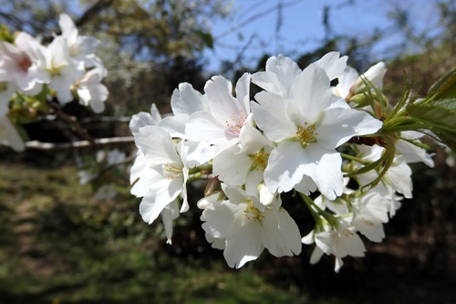 里山の山桜