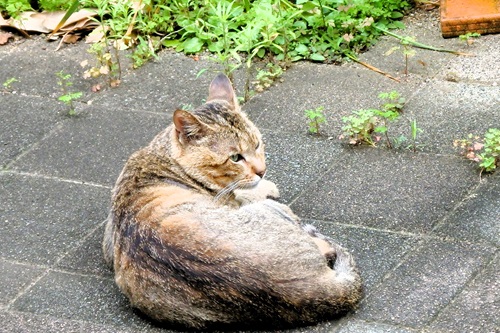 野良猫のトラちゃん