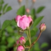 20250508のリトルウッズ開花