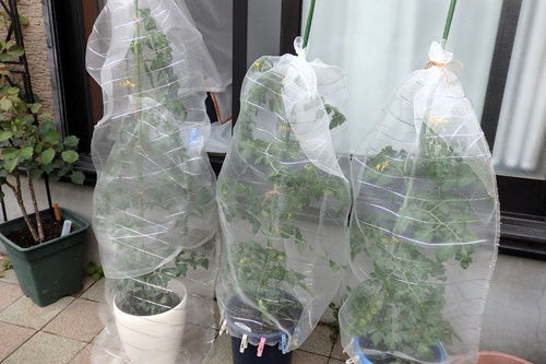 防虫ネット