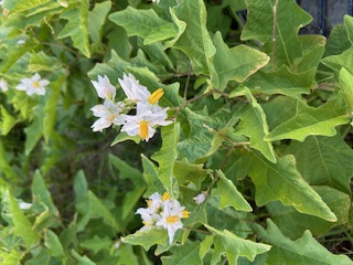ナスみたいな植物