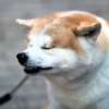 20251022の素材
